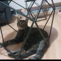 Artie 1 jahr such zuhause mit ruhe und geduld, Kater zur Adoption
