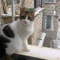 Moritz ist auf der Suche nach einem liebevollen Zuhause, Kater zur Adoption