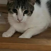 Marti ist auf der Suche nach einem liebevollen Zuhause, Kater zur Adoption