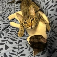 Cheddi & Pecorino suchen gemeinsam ein Zuhause, Kater zur Adoption