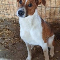 Clezo nun Mads 52 cm (Pflegestelle), Hund zur Adoption