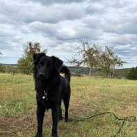 Robbie auf der Suche nach seinem Platz fürs Leben, Hund zur Adoption