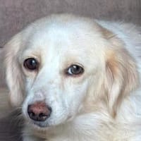 MILLY-zuckersüße, liebe, nette Mischlings-Hündin, Hündin zur Adoption