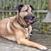 SEPPEL SUCHT EIN RUHIGES ZUHAUSE, Hund zur Adoption