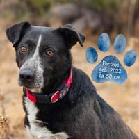 PORTHOS  vom Schattenhund zum gelehrigen Schüler, Hund zur Adoption
