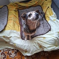 Liebevolles Körbchen gesucht🍀, Hündin zur Adoption
