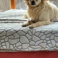 Nico - kleiner Hund ganz groß, Hund zur Adoption