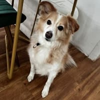 Spillo, Hund zur Adoption