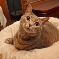 Sie suchen eine anhängliche Schmusekatze?, Katze zur Adoption
