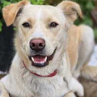 Levi  ein junger Hund mit viel Herz ❤, Hund zur Adoption