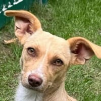 ESTRELLA-zuckersüße, hübsche Mischlings-Hündin, Hündin zur Adoption