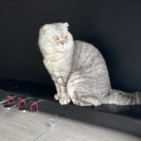 Scottish Fold Kater sucht sein Glück, Kater zur Adoption