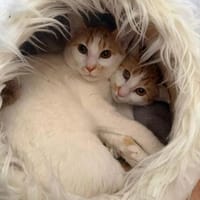 Copper & Monchi -  Dreamteam sucht seine Familie, Kater zur Adoption