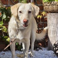 🐾 Lola  eine sanfte Hündin sucht Menschen mit Geduld ❤, Hündin zur Adoption