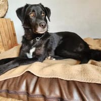 Tamia - wartet in 38271 Baddeckenstedt, Hündin zur Adoption