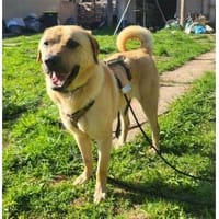 Elmo - wartet in 66620 Nonnweiler, Hund zur Adoption