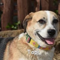 TAPI, Hund zur Adoption