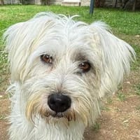 DORI-zuckersüße, freundliche Bichon-Mix-Hündin, Hündin zur Adoption