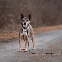 Aaron sucht nach dem Glück, Hund zur Adoption