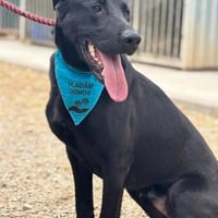 BEPPO - entspanntes Zuhause mit ruhiger Führung wäre gut, Hund zur Adoption