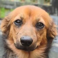 PINKY-zuckersüße, verspielte Tri-Color-Junior-Hündin, Hündin zur Adoption