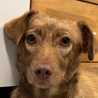 LILLY-zuckersüße, schokobraune Mischlings-Hündin, Hündin zur Adoption