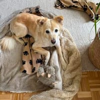 Lady  eine besondere Hündin sucht besondere Menschen, Hündin zur Adoption