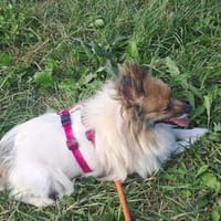 WALLI - mit Liebe und Geduld die nächsten Schritte gehen, Hündin zur Adoption