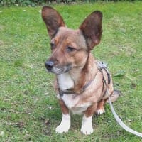 Hilde sucht ihr ruhiges Zuhause, Hündin zur Adoption