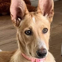 Mio, freundlich, aktiv, lernwillig, Hund zur Adoption