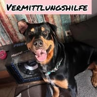 Vermittlungshilfe für MAILO, Hund zur Adoption