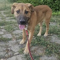 Ana, mutiger Welpe sucht neues Zuhause, Hündin zur Adoption