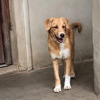 Zola, sensible Hündin sucht neues Zuhause, Hündin zur Adoption