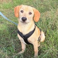 Shadow - offener und verspielter Jungspund, Hund zur Adoption