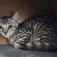 Lilli, Katze zur Adoption