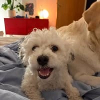 Bob, freundlicher Bichon-Frisé Mischling sucht Zuhause, Hund zur Adoption