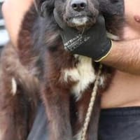 Tito - absolut kinderlieb u. zutraulich, Hund zur Adoption