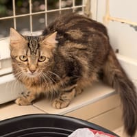 Maguie CAB6135, chatte à adopter