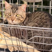 Night CAB6127, chat à adopter