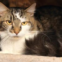 Diesel CAB6126, chat à adopter