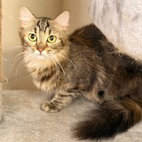 Lisa CAB6134, chatte à adopter