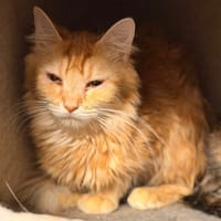 Ibana CAB6128, chatte à adopter