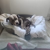 PACHA, chien à adopter