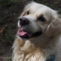 KOVU PAA24400, chien à adopter