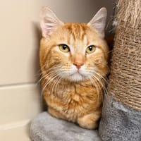 Alpha CAB6130, chat à adopter