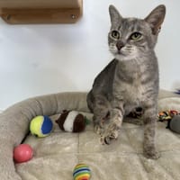 ZOE, chatte à adopter