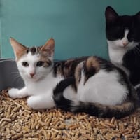 TAO PAB29091, chat à adopter