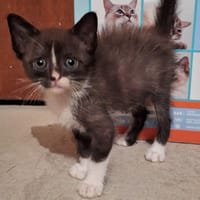Freya, chatte à adopter