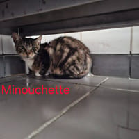 Minouchette, chatte à adopter
