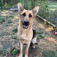 SWEET, chienne à adopter